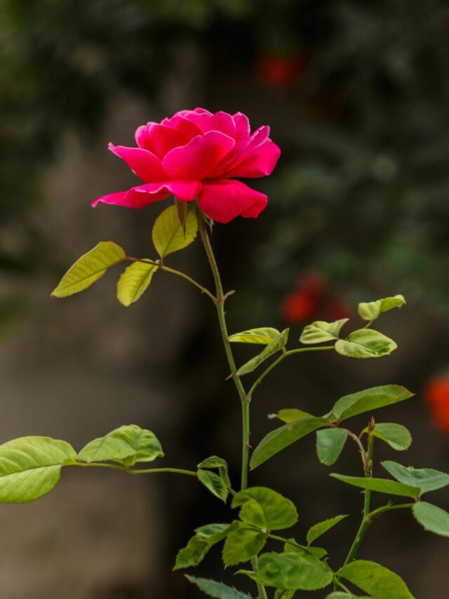 Close-up of a single pink rose bloom with lush green leaves in a serene garden setting.