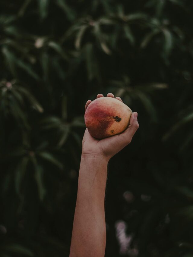 A hand holds a ripe mango against a lush background of mango leaves in a Mexican orchard.