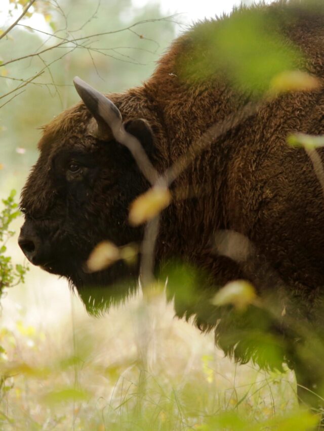 Majestic European bison in a serene forest setting in Poland.