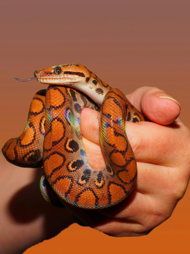 Close-up shot of a vibrant rainbow boa constrictor being held with a warm background.