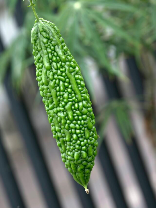 Vertical close-up shot of a nutritious green bitter melon hanging in a garden setting.