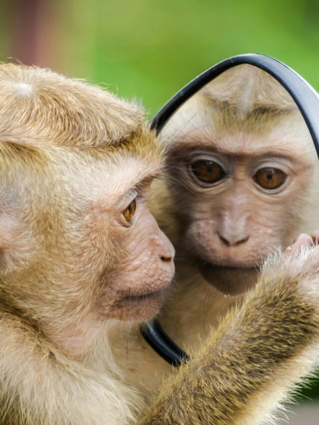 A macaque monkey curiously examines its reflection in a handheld mirror outdoors.
