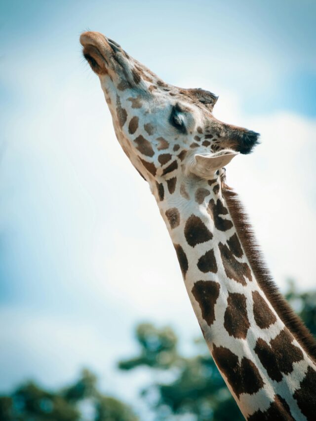 Close-up of a giraffe stretching its neck under a clear blue sky.