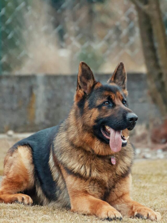 Close-up of a German Shepherd lying on grass, tongue out, outdoor setting.