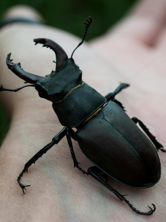 Detailed close-up of a stag beetle resting on a human hand, showcasing its distinctive features.