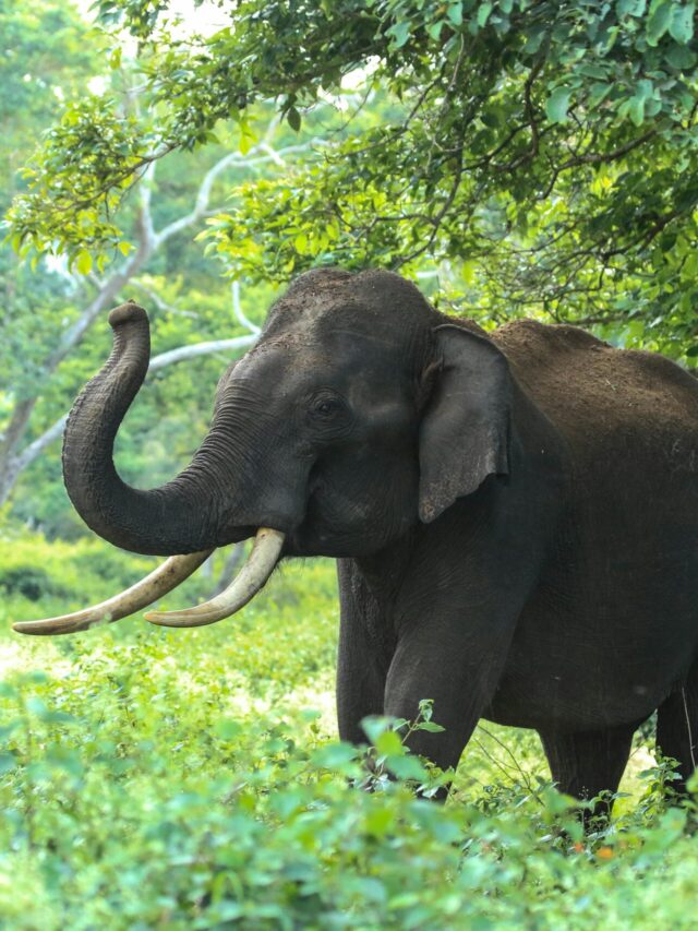 Captivating photo of a wild Asian elephant in Bandipur forests, Karnataka, India.
