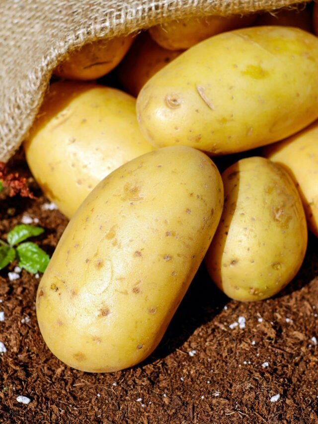 Golden potatoes spilling from a burlap sack onto rich soil, ready for cooking.