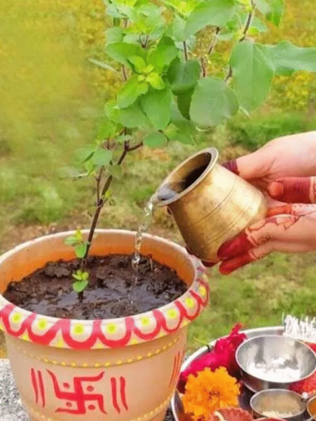 25 दिसंबर को क्रिसमस के आलावा और क्या मनाया जाता है क्या किसी को पता है